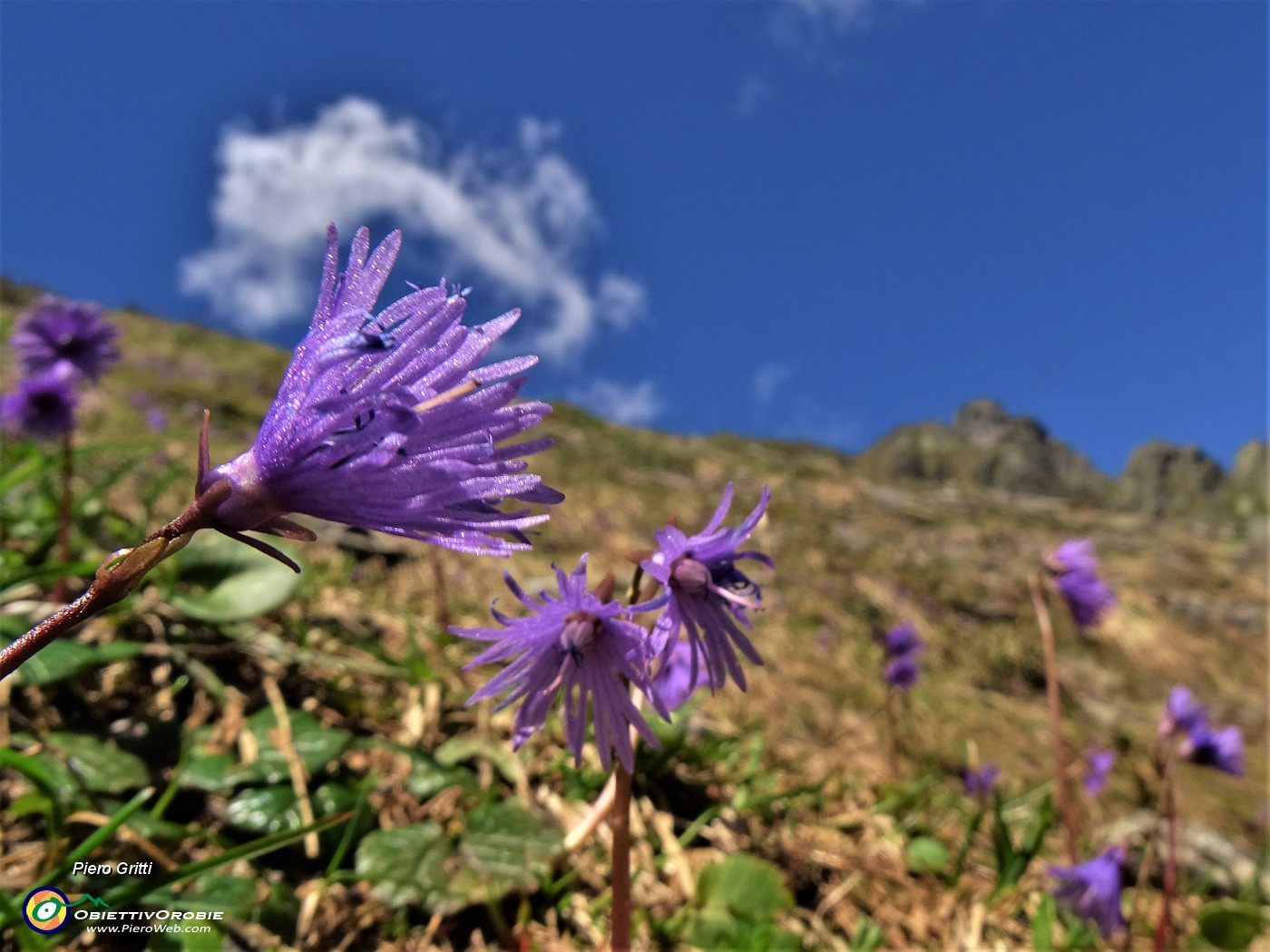 31 Soldanella alpina.JPG